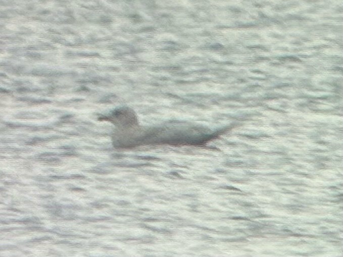 Iceland Gull - ML645745108