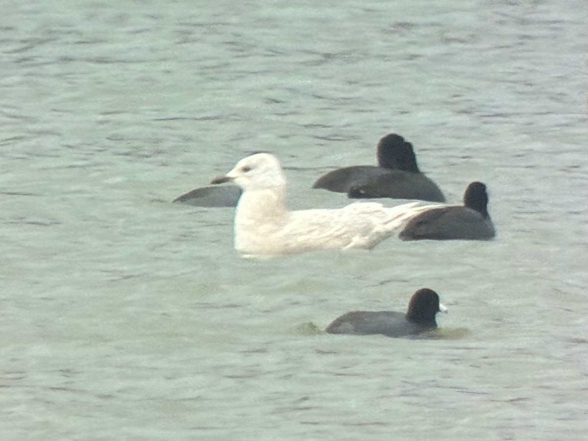 Iceland Gull - ML645745109