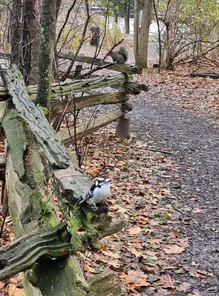 Downy Woodpecker - ML645745129