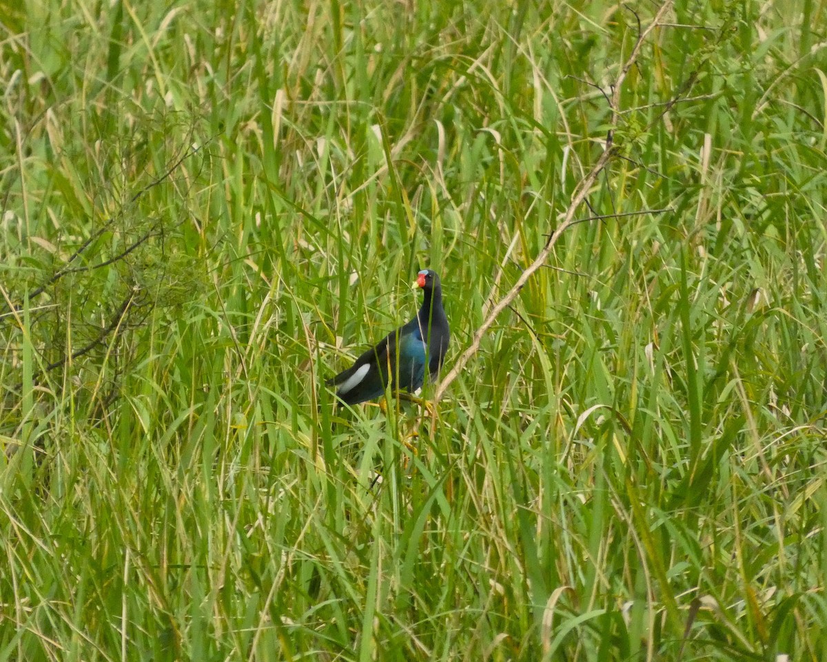 Purple Gallinule - ML645745130
