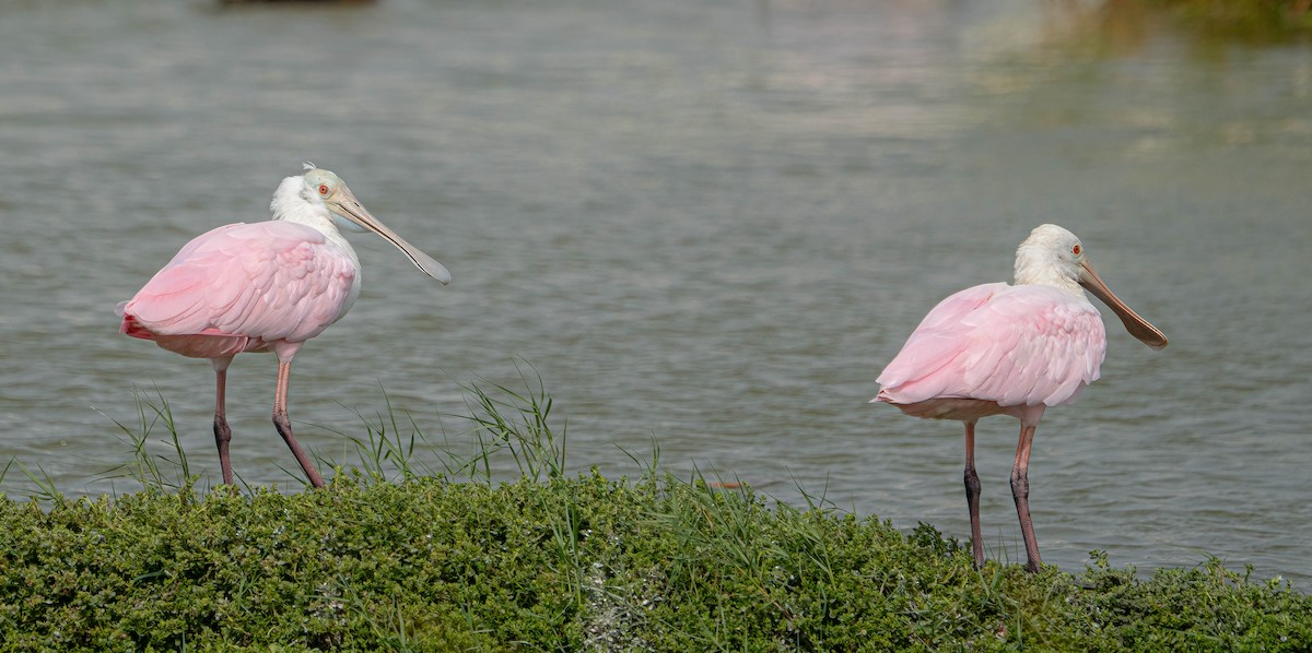 Roseate Spoonbill - ML645745132