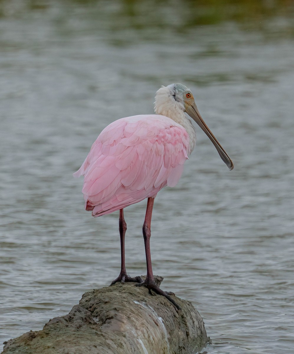 Roseate Spoonbill - ML645745133