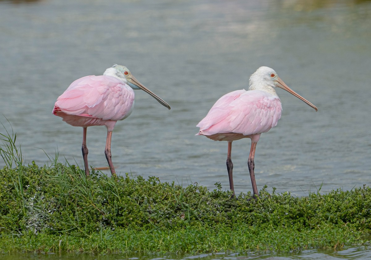 Roseate Spoonbill - ML645745134