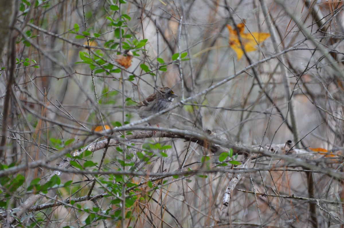 ノドジロシトド - ML645745138