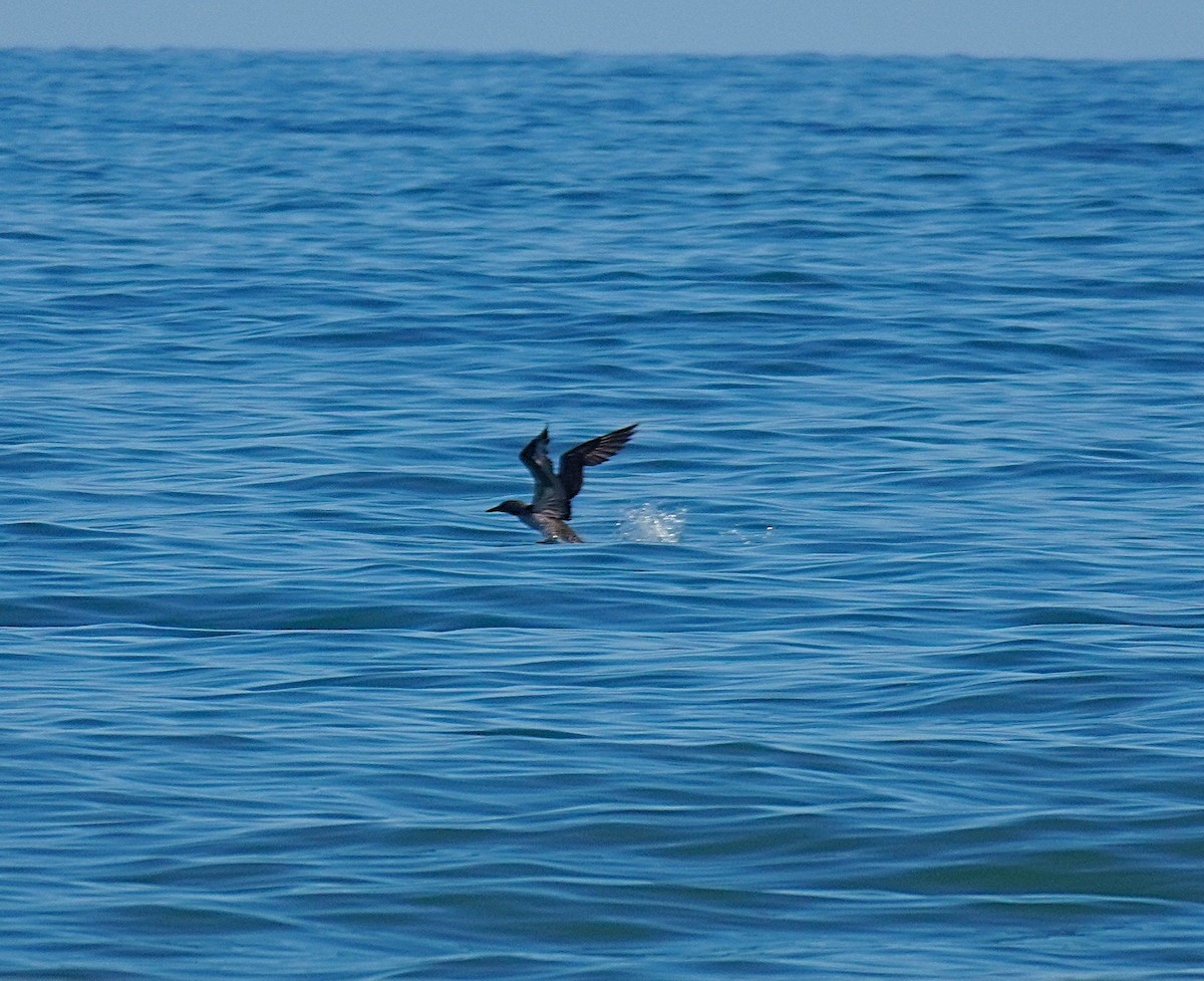 Northern Gannet - ML645745141