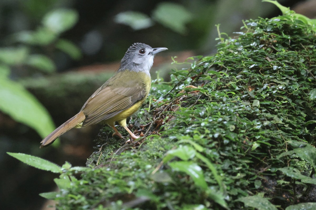 Bulbul Capirotado - ML645745144