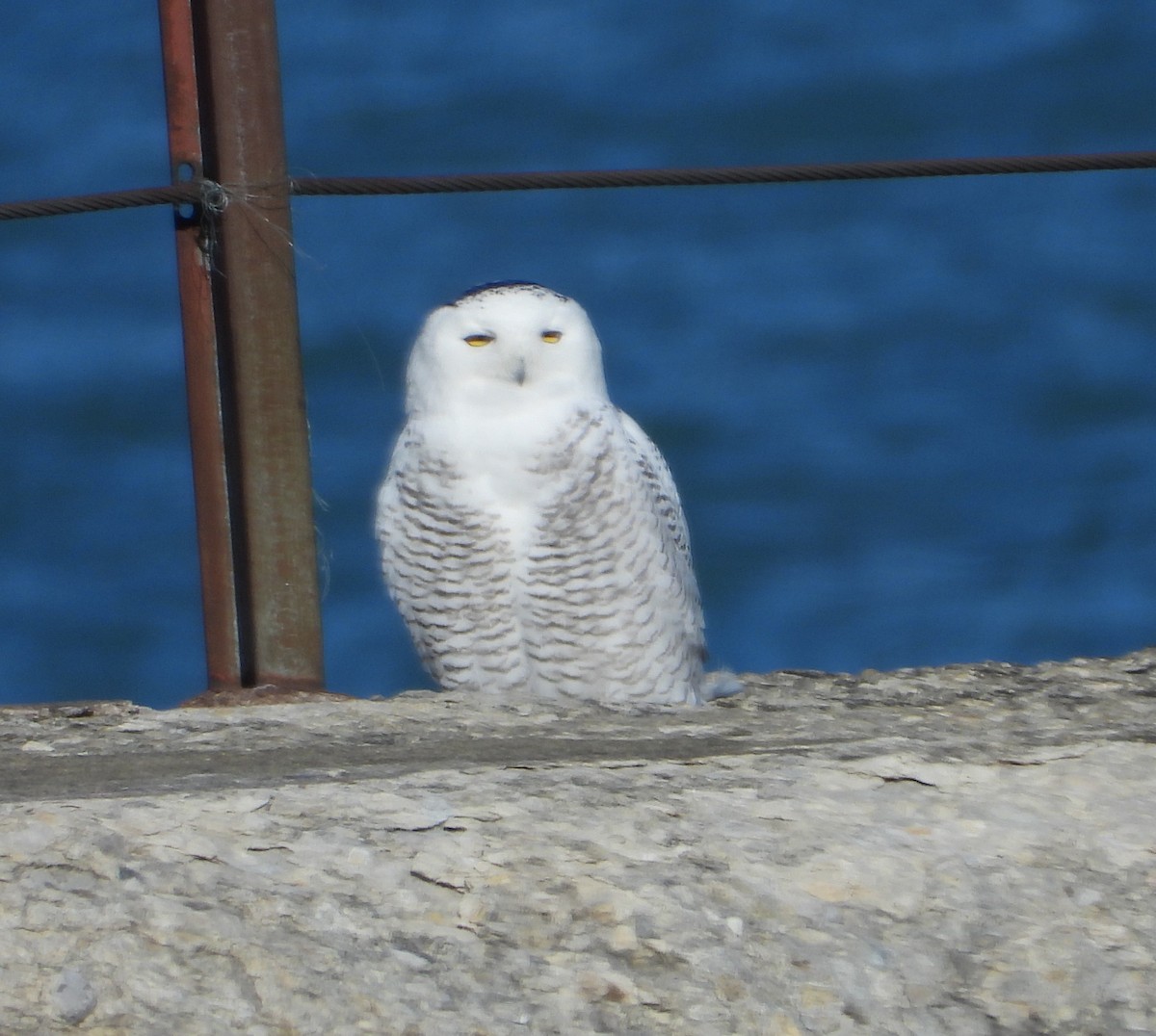 Snowy Owl - ML645745146