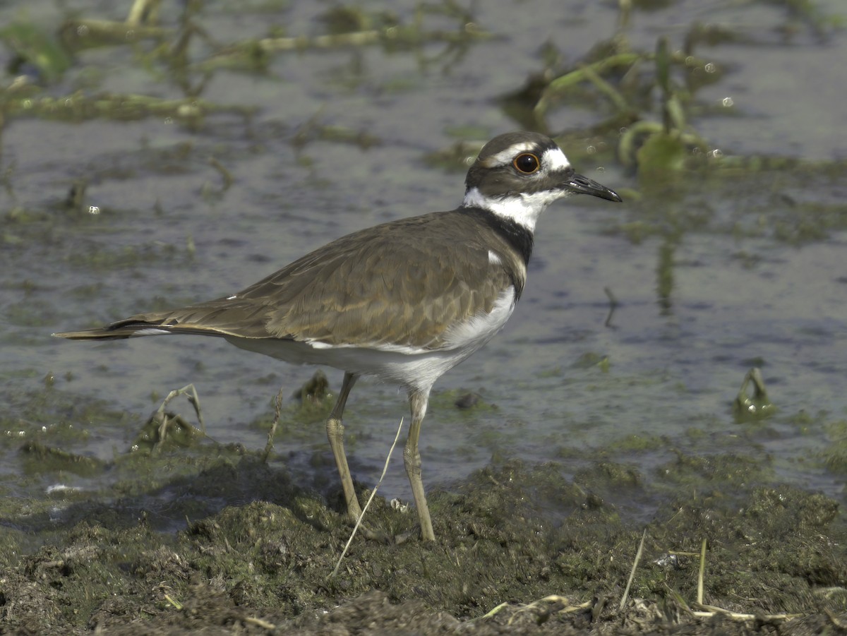 Killdeer - ML645745152