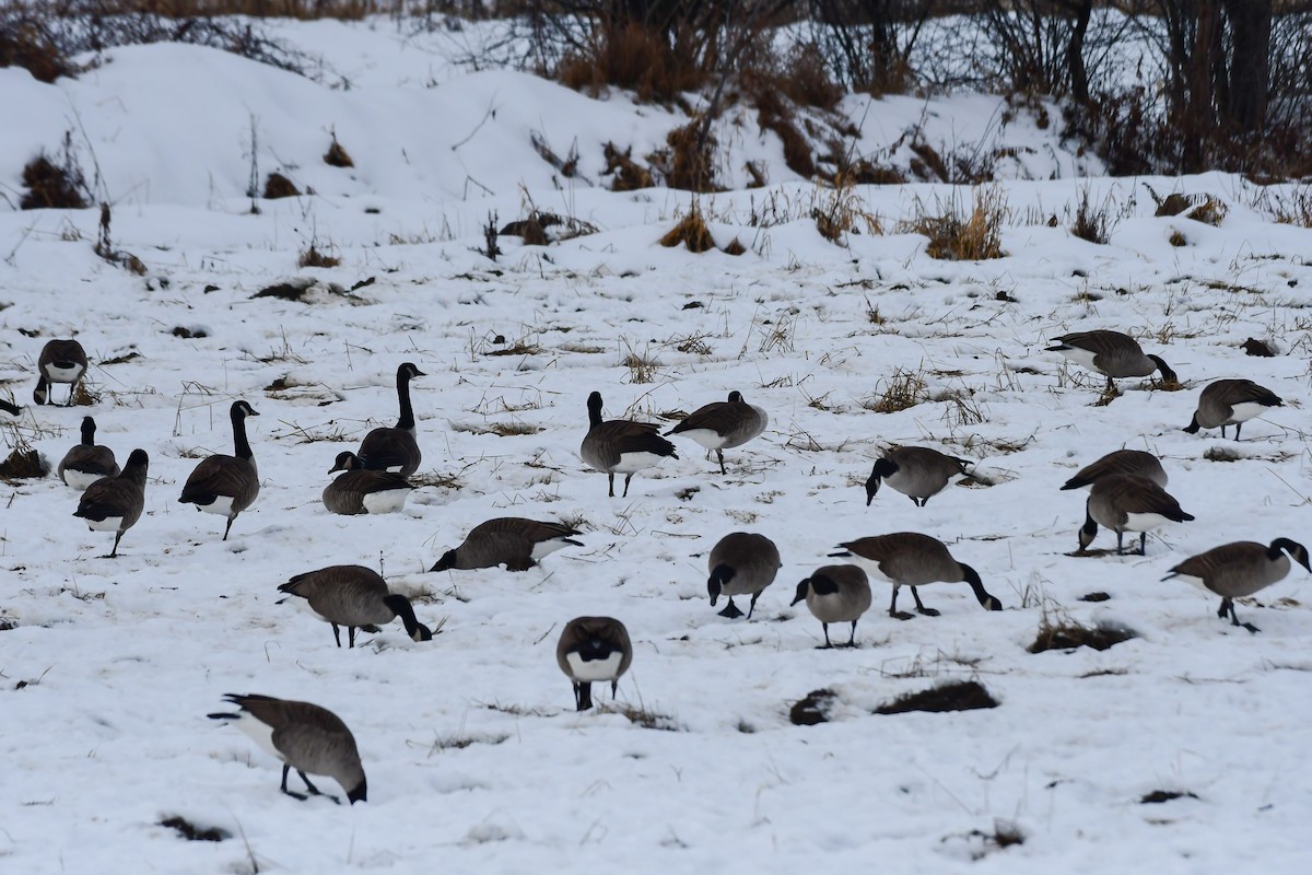 Canada Goose - ML645745158