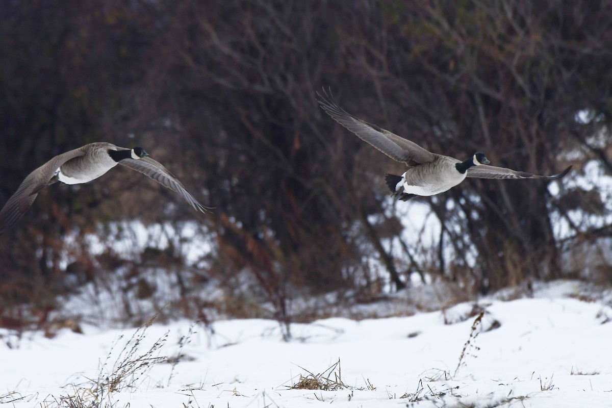 Canada Goose - ML645745159