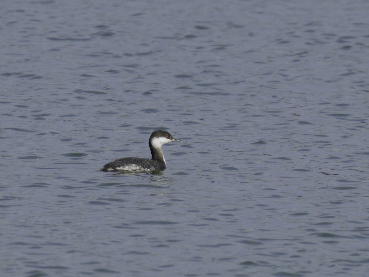 Horned Grebe - ML645745160