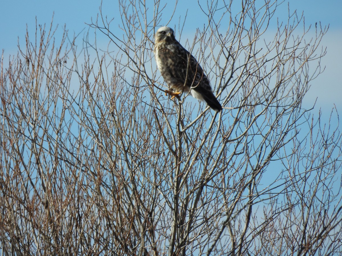 Rough-legged Hawk - ML645745162