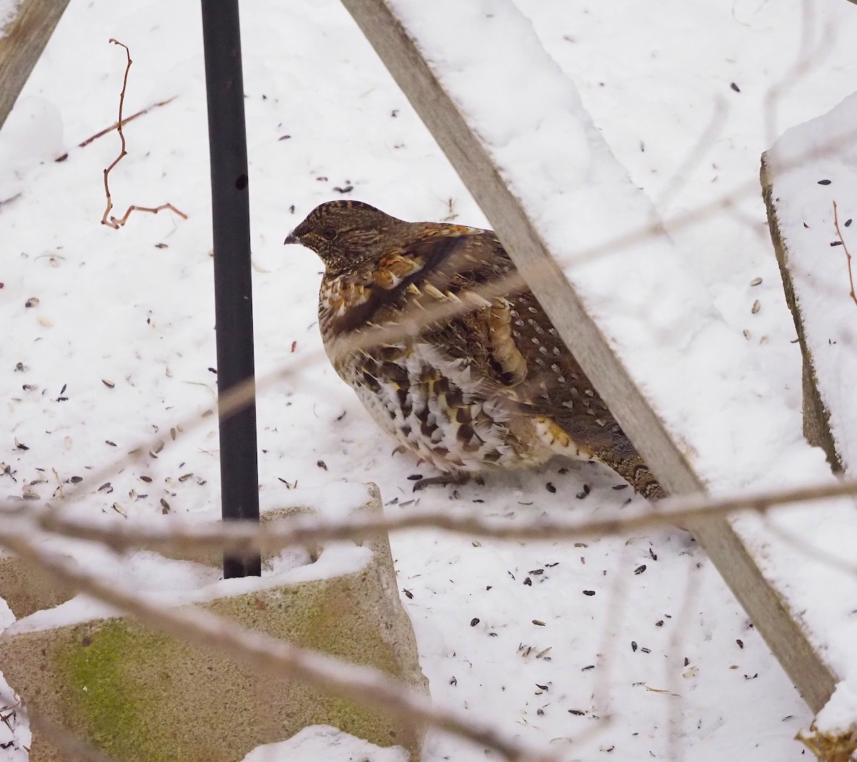Ruffed Grouse - ML645745164