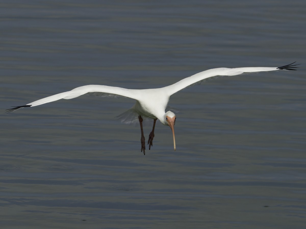 Corocoro Blanco - ML645745166