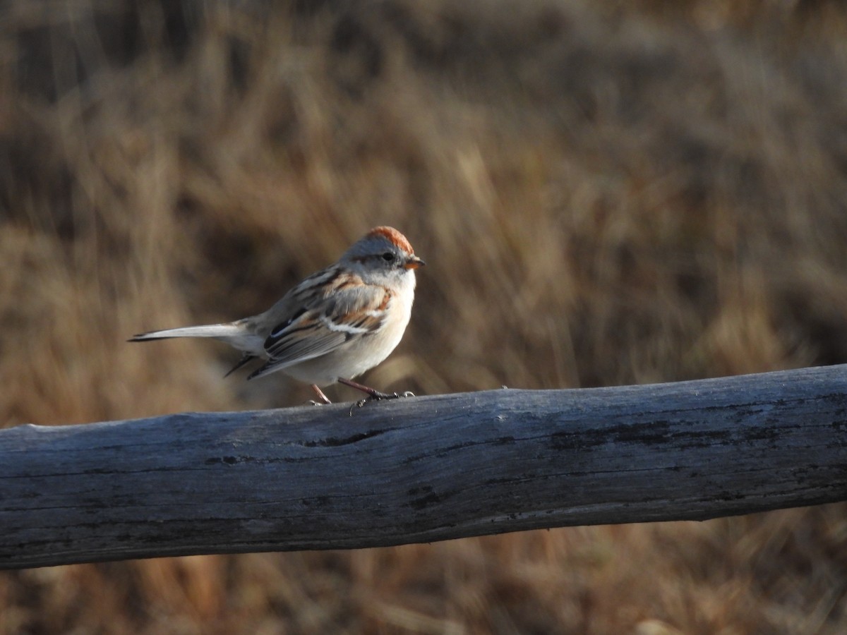 American Tree Sparrow - ML645745169