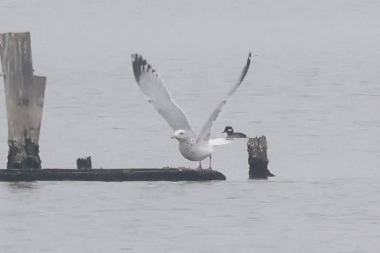 gull sp. - ML645745170