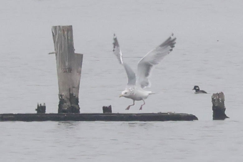 gull sp. - ML645745171