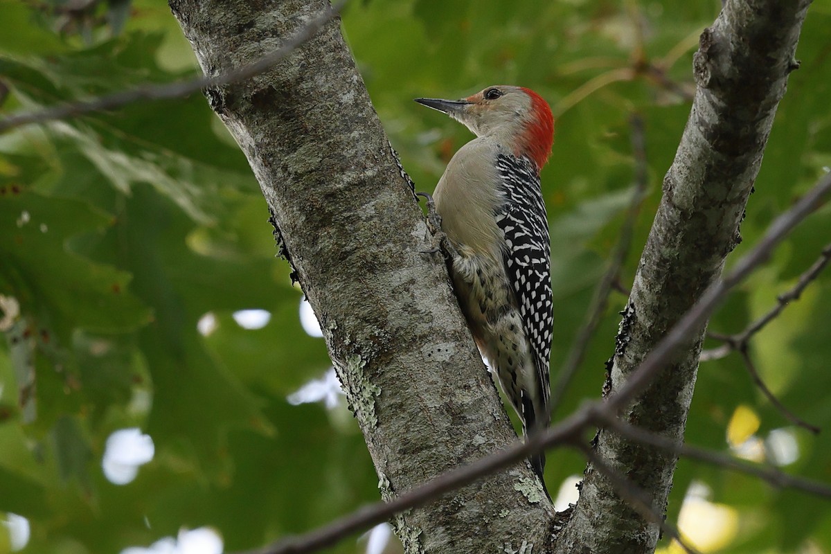 Red-bellied Woodpecker - ML645745172