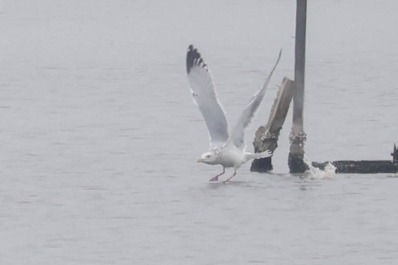 gull sp. - ML645745173