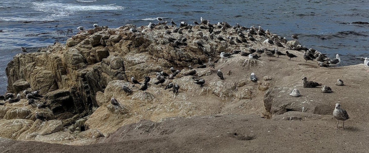 アメリカオオセグロカモメ - ML645745175