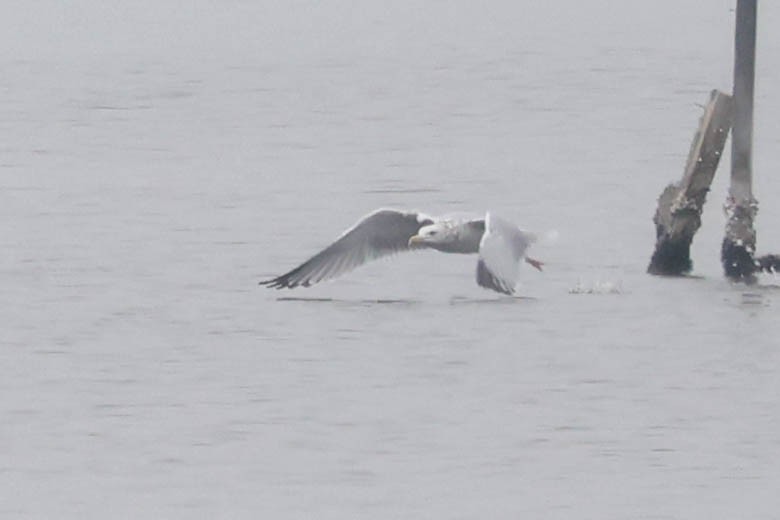 gull sp. - ML645745176