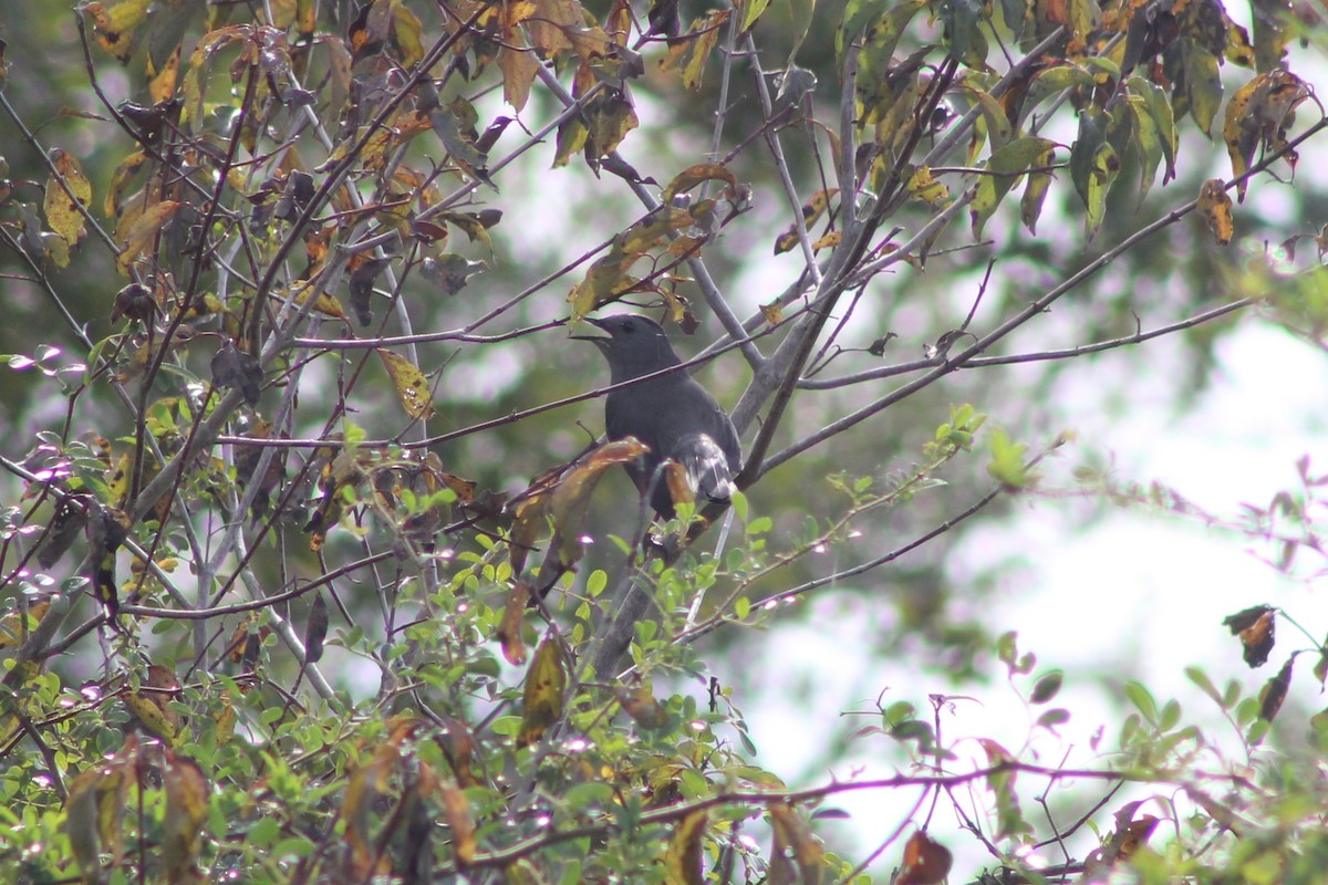 Gray Catbird - ML645745178