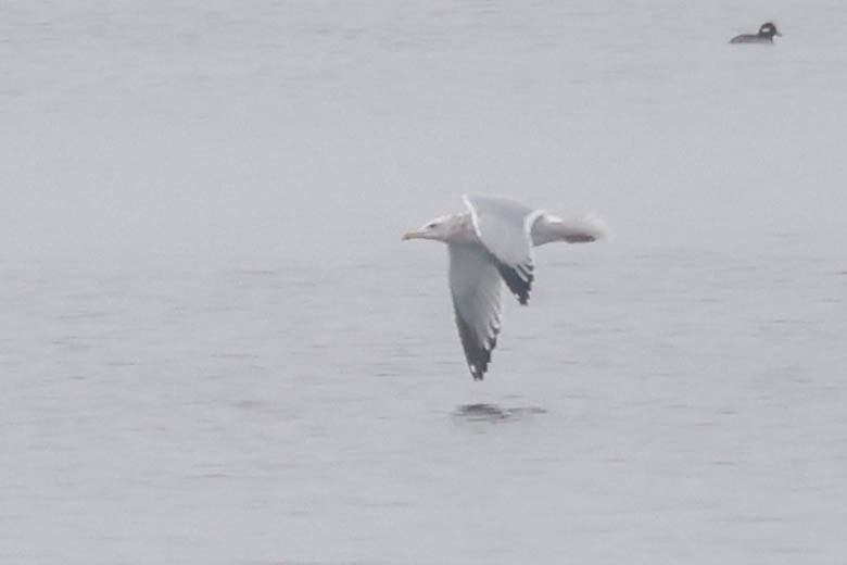 gull sp. - ML645745179