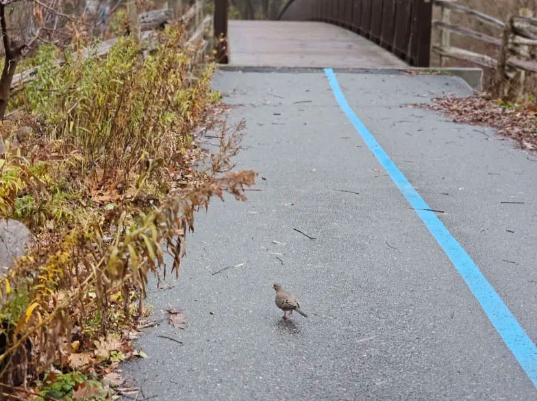 תורית אמריקנית - ML645745184