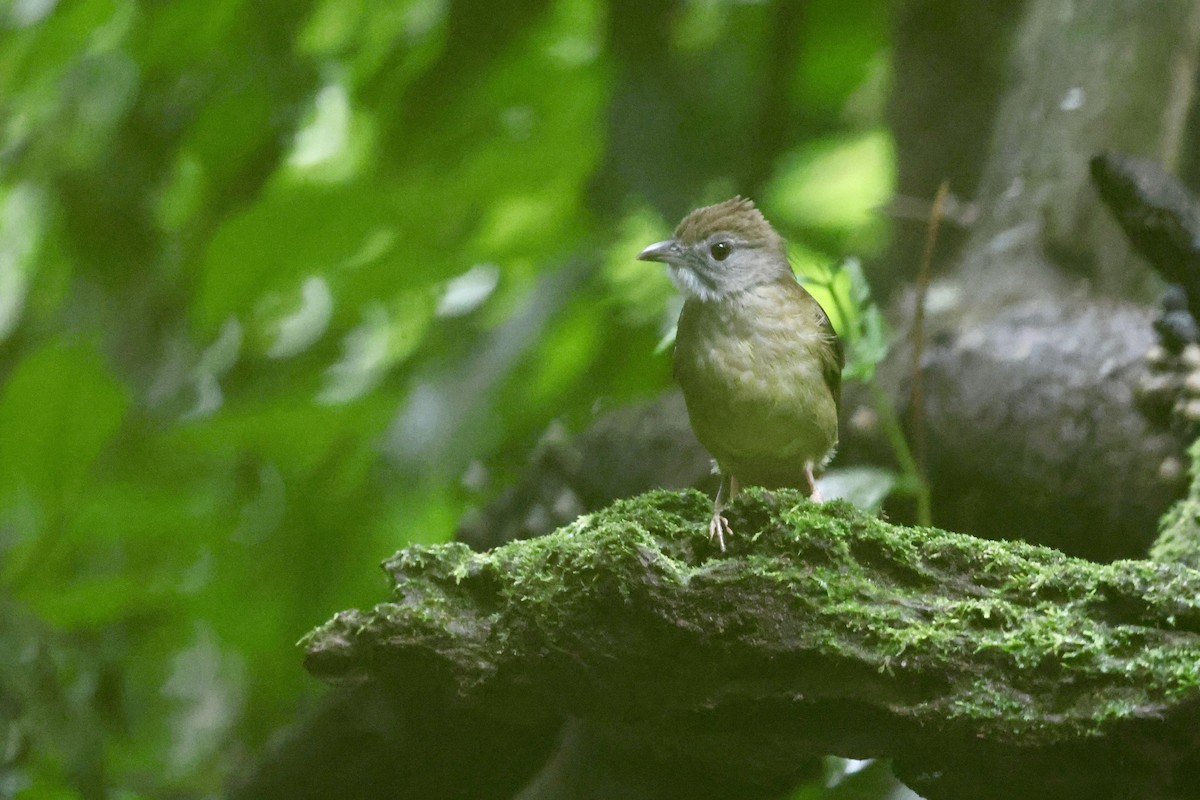 Grauwangenbülbül - ML645745191