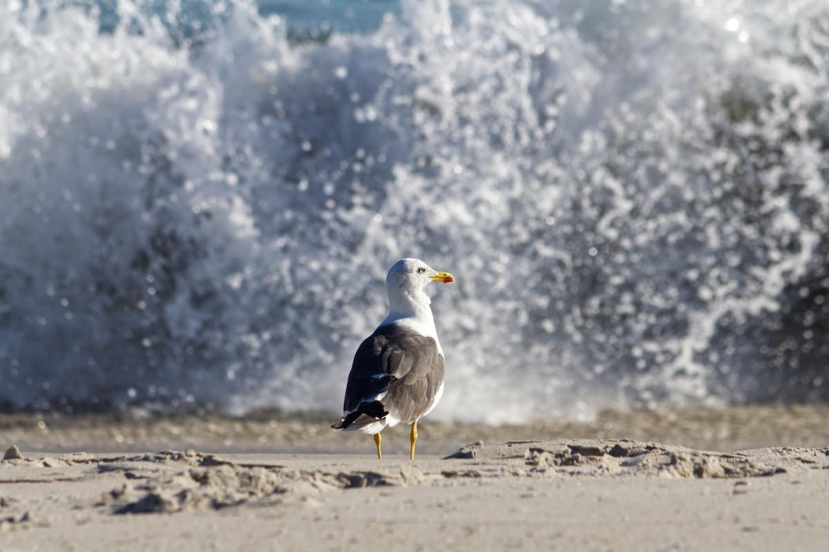 Lesser Black-backed Gull - ML645745205
