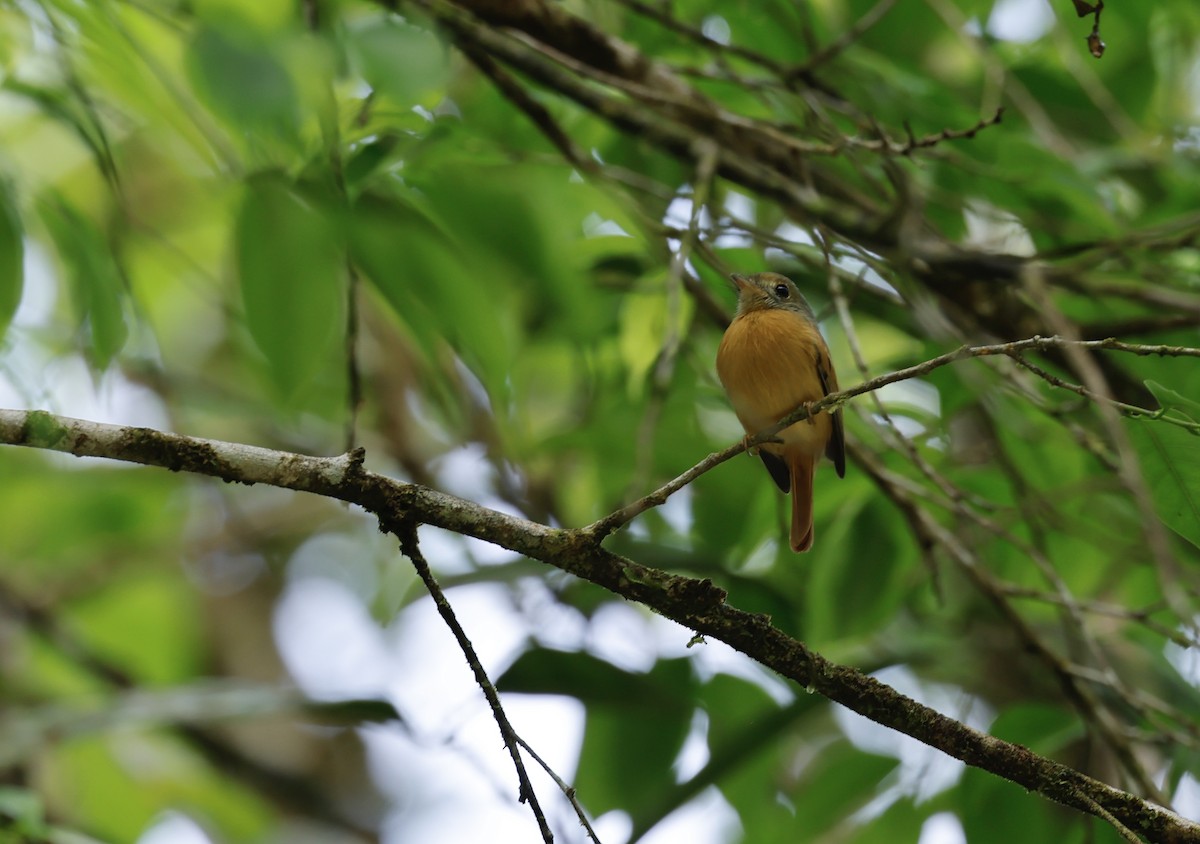 Ruddy-tailed Flycatcher - ML645745206