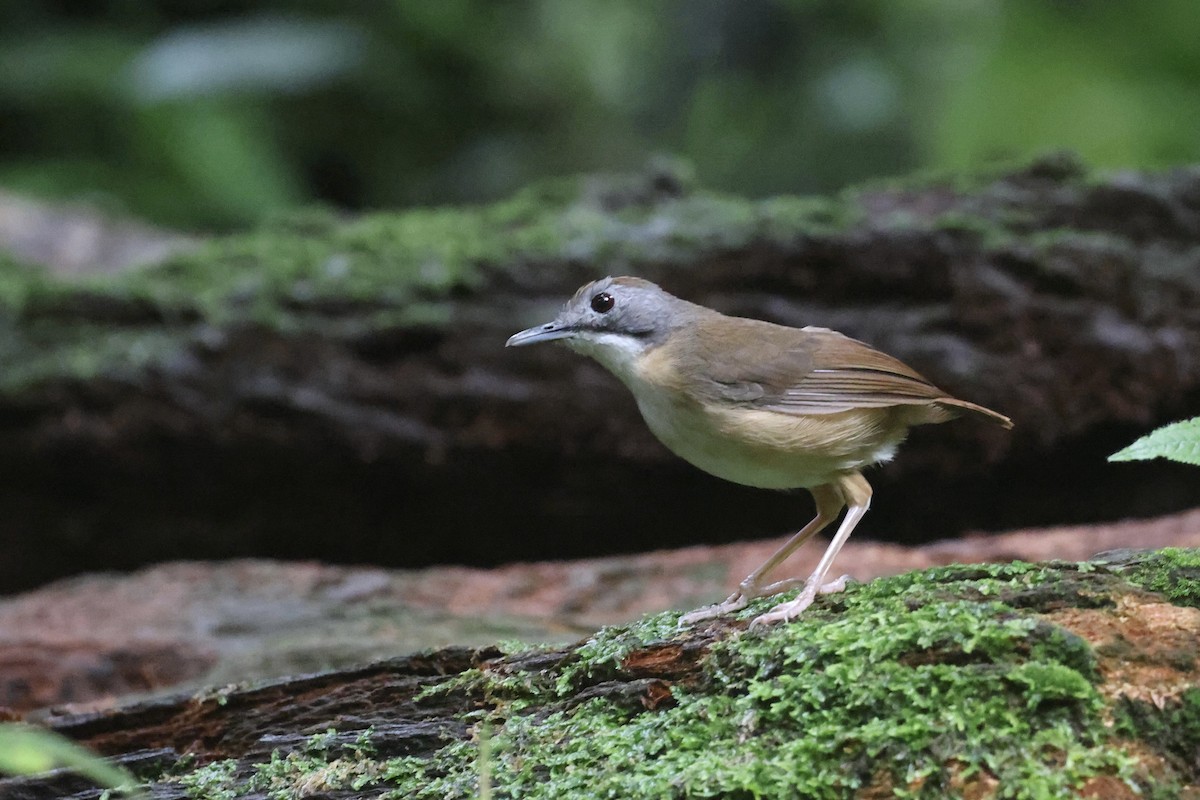 Short-tailed Babbler - ML645745209