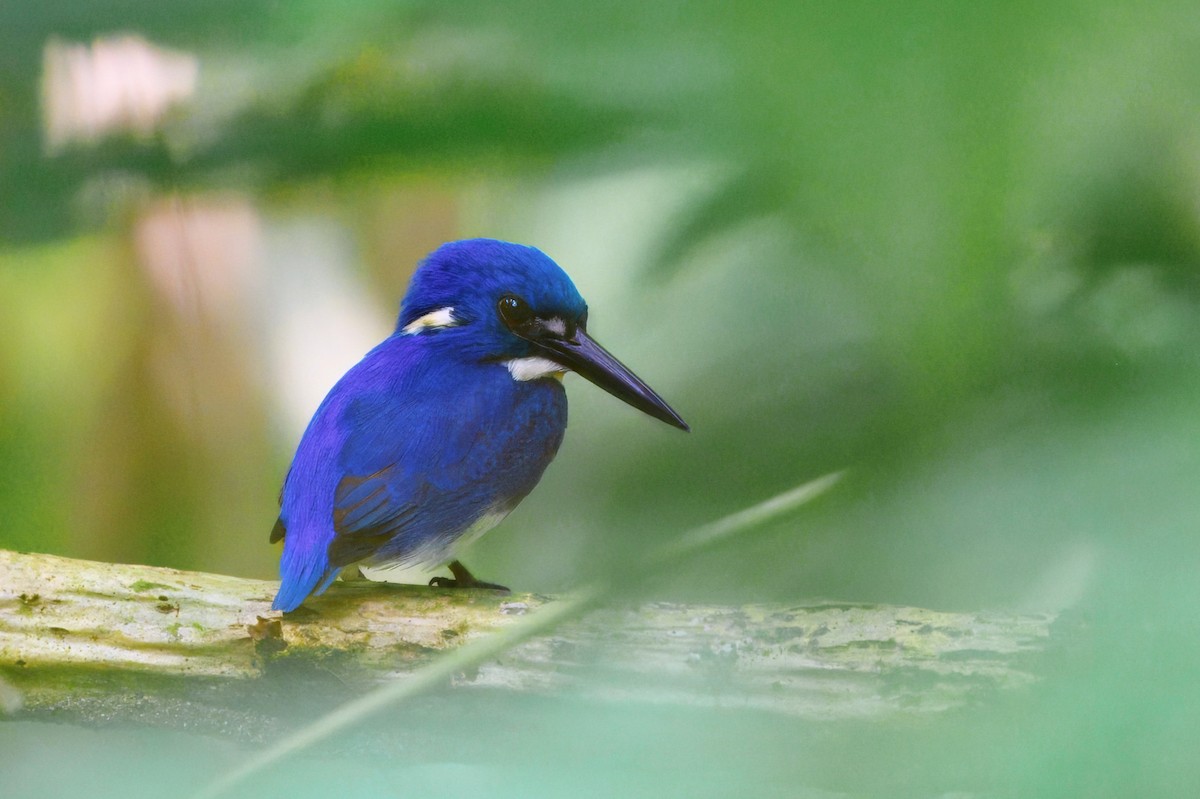 ヒメミツユビカワセミ - ML645745210