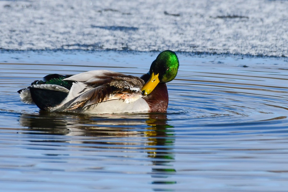 Mallard - ML645745211