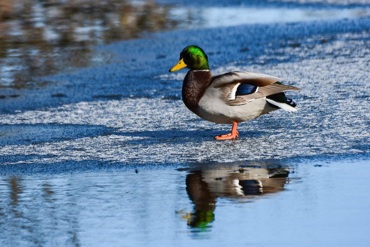 Mallard - ML645745212