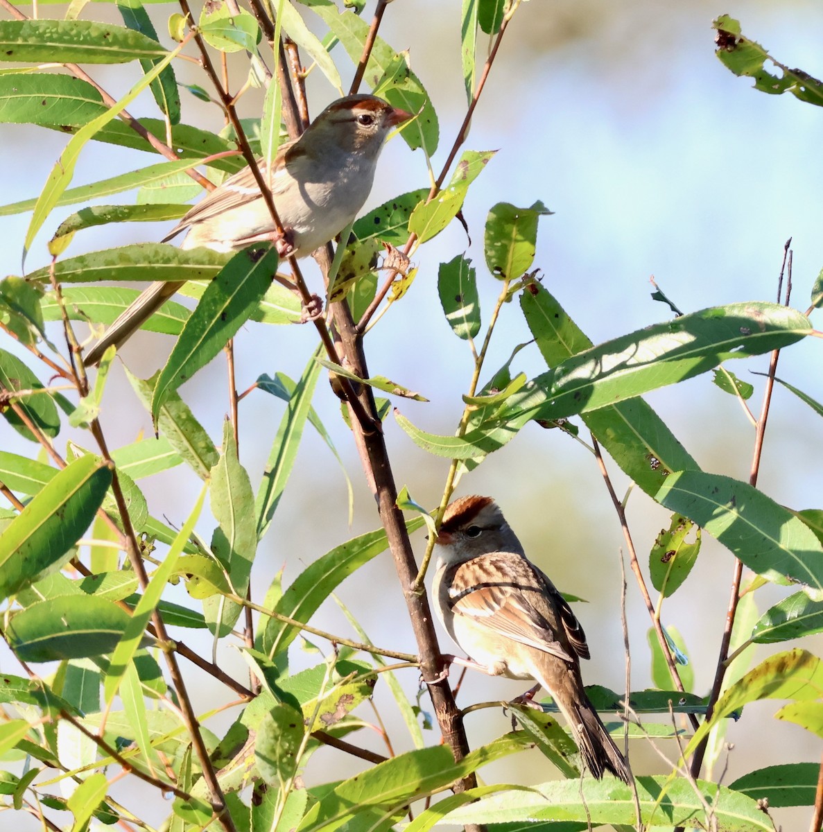 White-crowned Sparrow - ML645745219