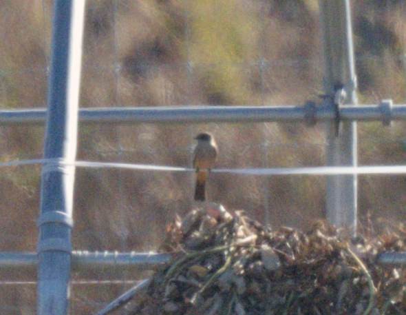 Say's Phoebe - ML645745224