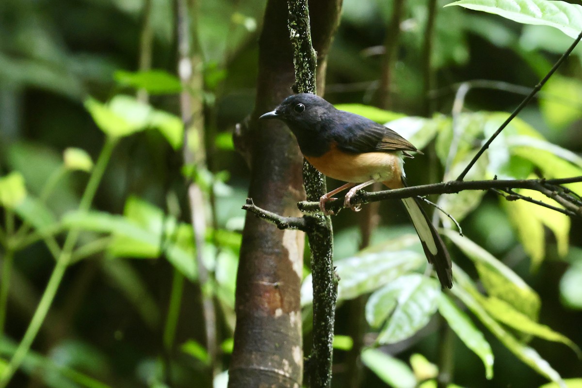 White-rumped Shama - ML645745225