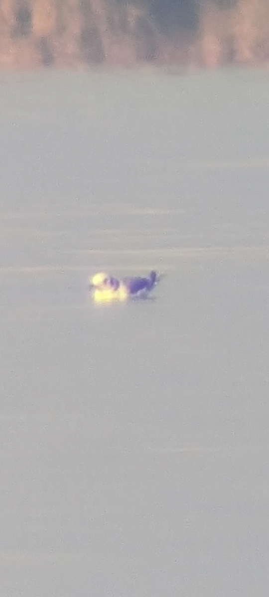 krykkje - ML645745241