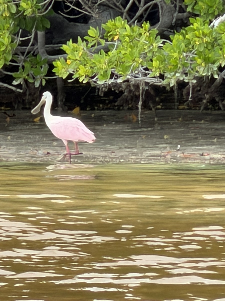 Roseate Spoonbill - ML645745243