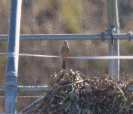 Say's Phoebe - ML645745258