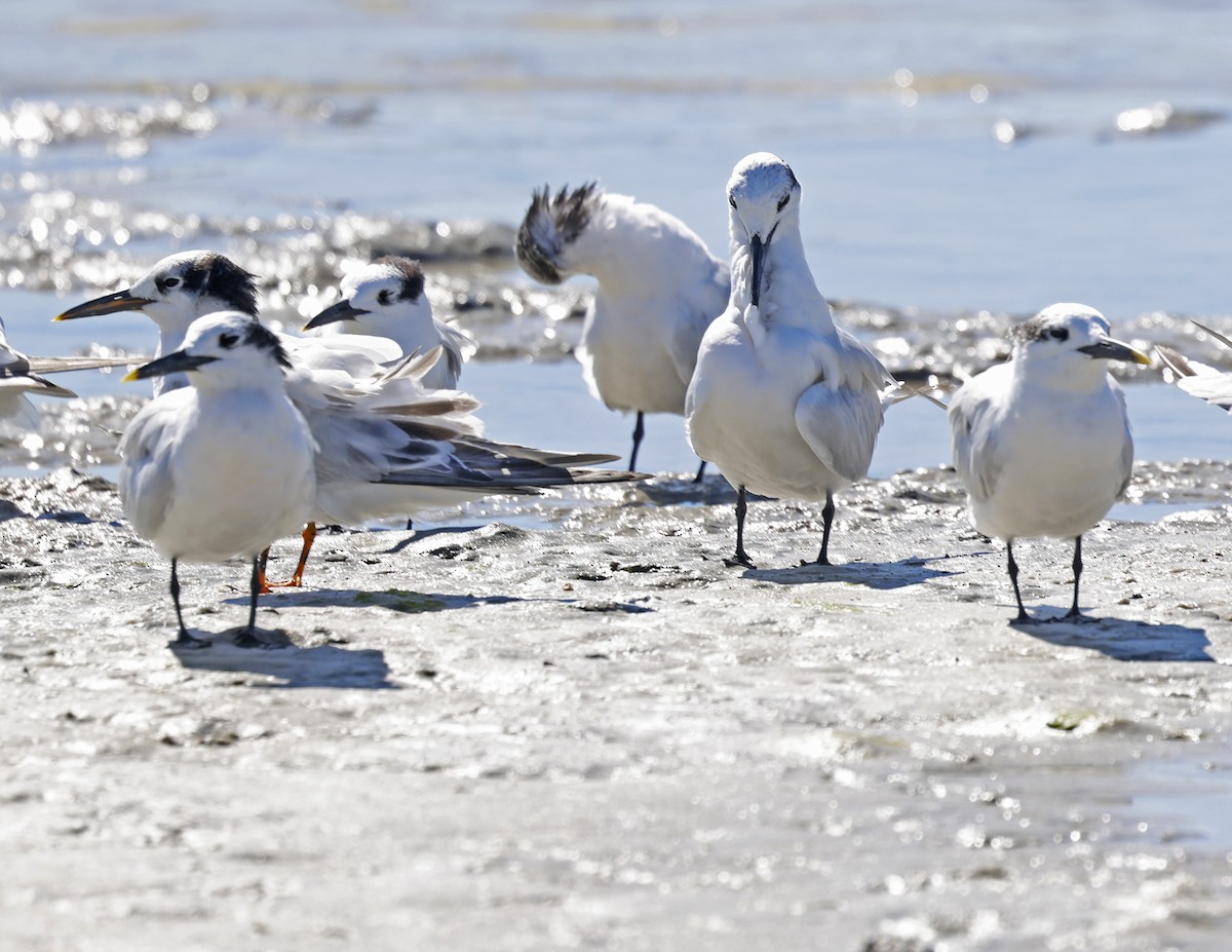Sandwich Tern - ML645745259