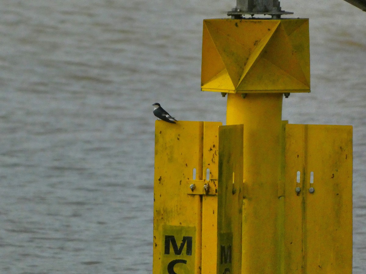Mangrove Swallow - ML645745262