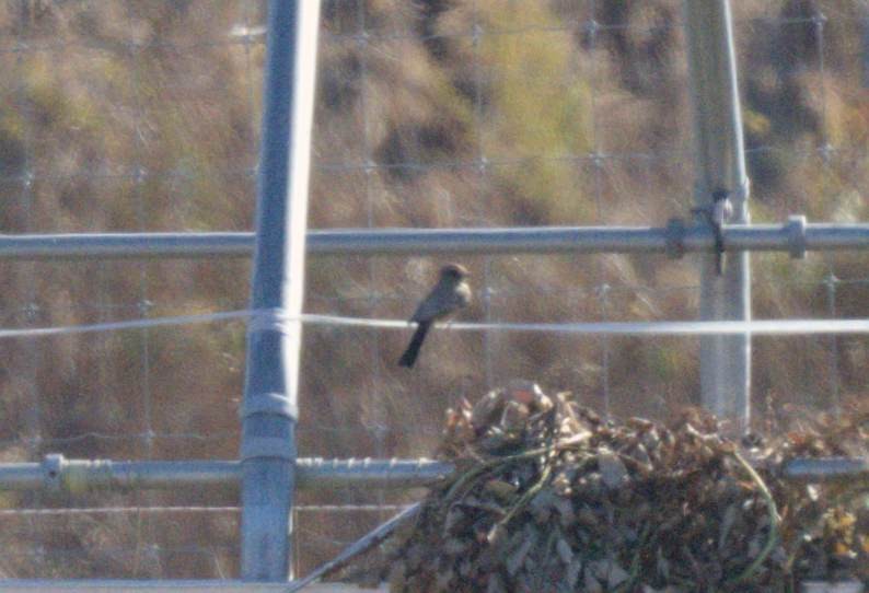 Say's Phoebe - ML645745268