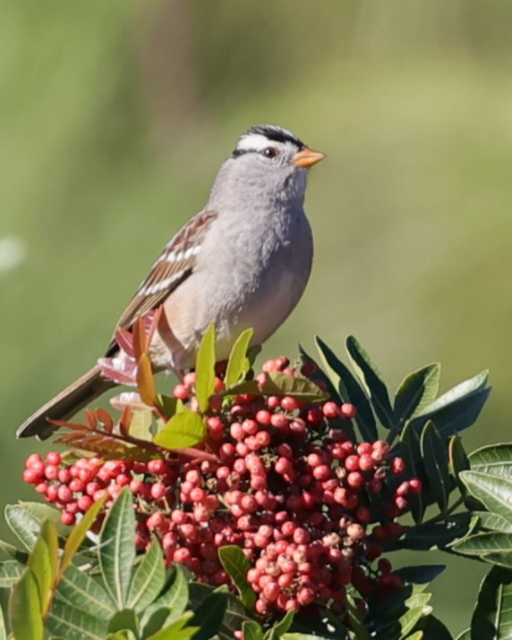 White-crowned Sparrow - ML645745269
