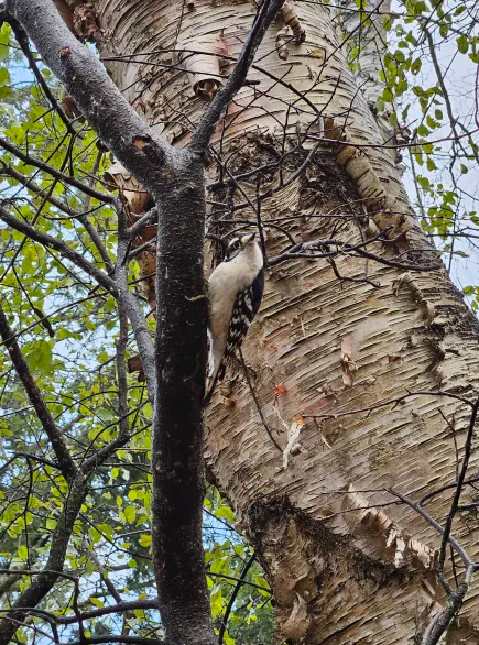 Downy Woodpecker - ML645745276