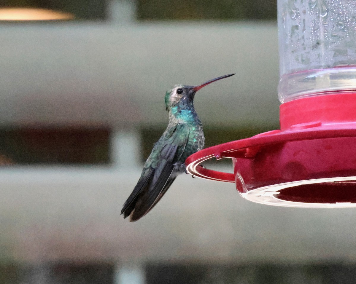 Broad-billed Hummingbird - ML645745278