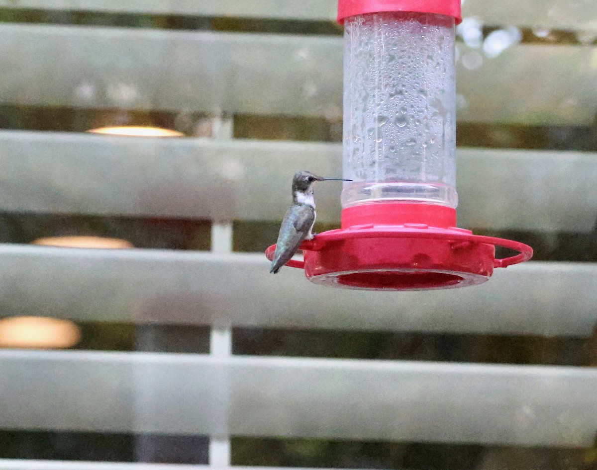Black-chinned Hummingbird - ML645745294