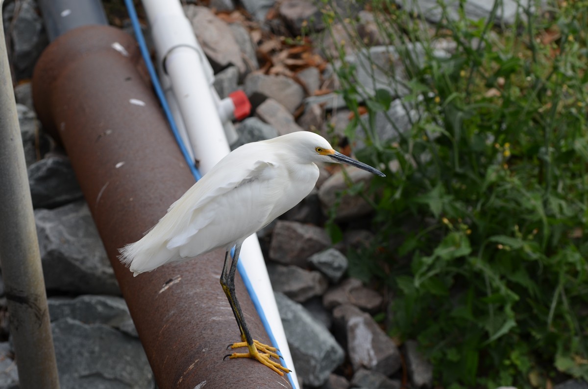 Snowy Egret - ML645745296