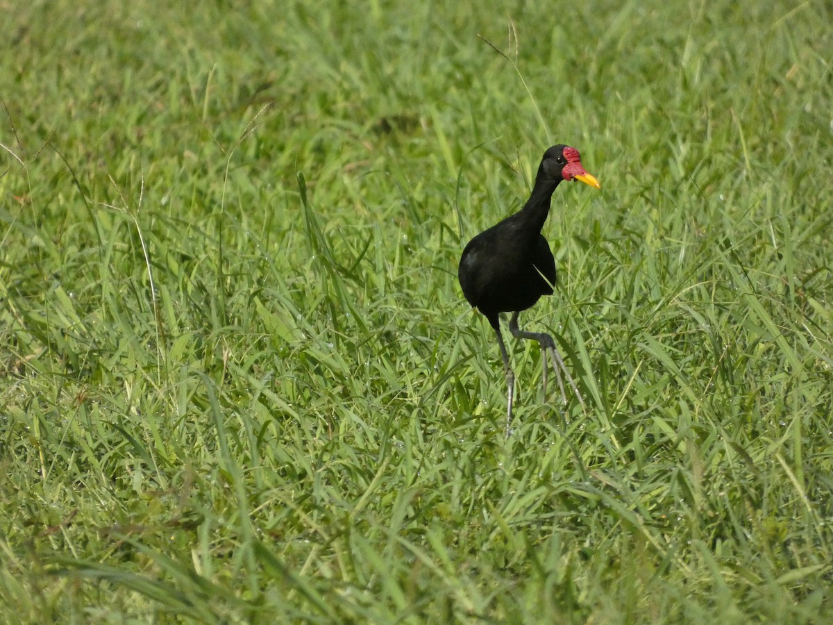 Wattled Jacana - ML645745307